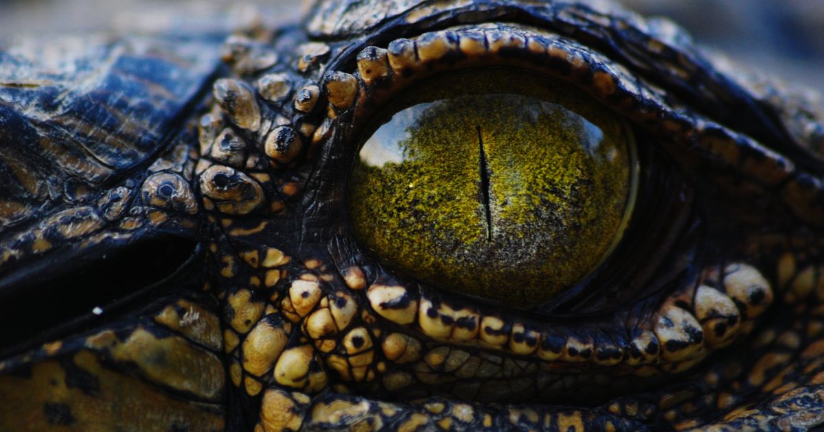 The High Price of Missing&nbsp;Out